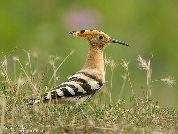 Hop / Hoopoe -  Tiszagyenda