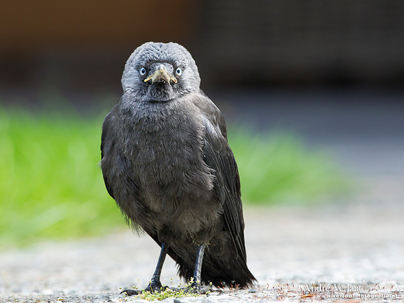 Kauw / Western Jackdaw - Wognum