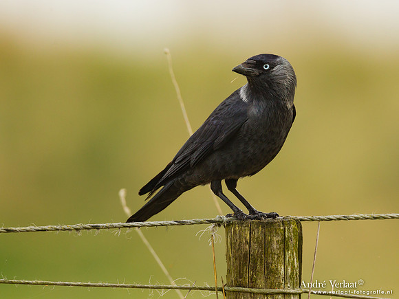 Kauw / Western Jackdaw - Enkhuizen