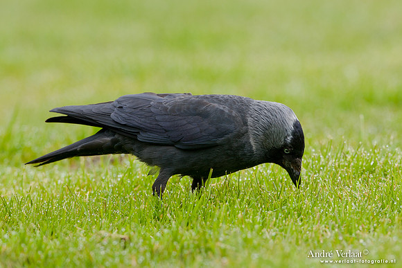 Kauw / Western Jackdaw - Enkhuizen