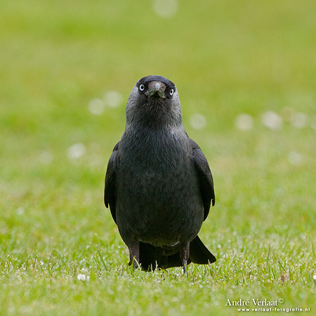 Kauw / Western Jackdaw - Enkhuizen