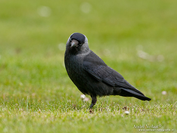 Kauw / Western Jackdaw - Enkhuizen