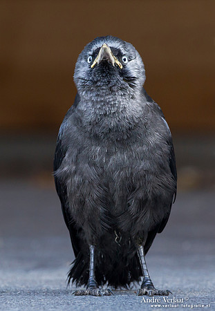 Kauw / Western Jackdaw - Wognum