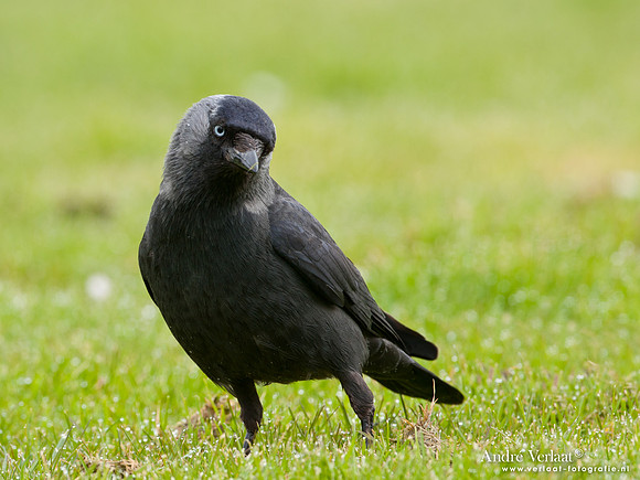 Kauw / Western Jackdaw - Enkhuizen
