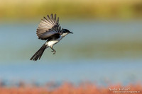 Grote Witkeelmonarch / Restless Flycatcher - Bowra Sanctuary