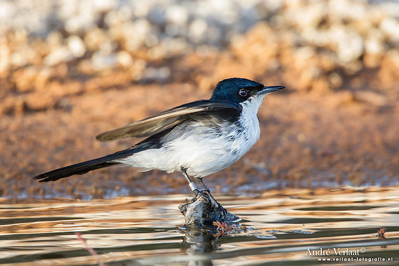 Grote Witkeelmonarch / Restless Flycatcher - Bowra Sanctuary