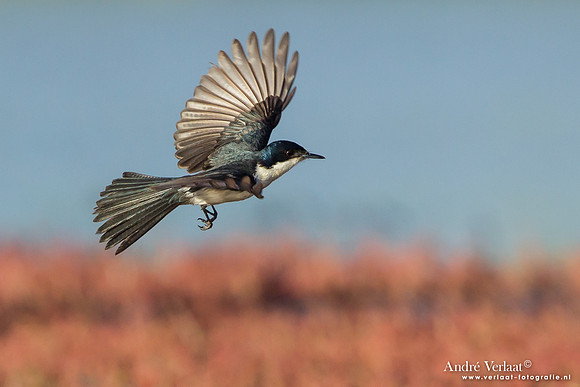 Grote Witkeelmonarch / Restless Flycatcher - Bowra Sanctuary