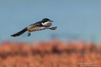 Grote Witkeelmonarch / Restless Flycatcher - Bowra Sanctuary