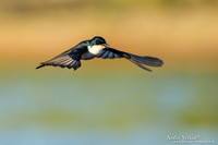 Grote Witkeelmonarch / Restless Flycatcher - Bowra Sanctuary