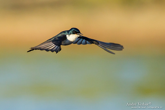 Grote Witkeelmonarch / Restless Flycatcher - Bowra Sanctuary