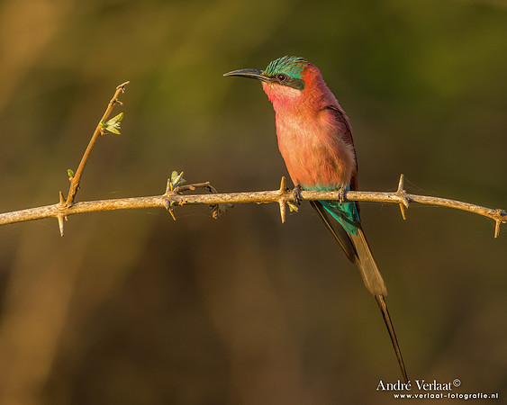 Karmijnrode Bijeneter / Carmine Bee-eater - South Luangwa NP