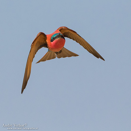 Karmijnrode Bijeneter / Carmine Bee-eater - South Luangwa NP