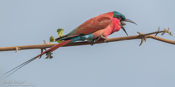 Karmijnrode Bijeneter / Carmine Bee-eater - South Luangwa NP
