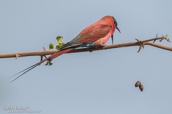 Karmijnrode Bijeneter / Carmine Bee-eater - South Luangwa NP