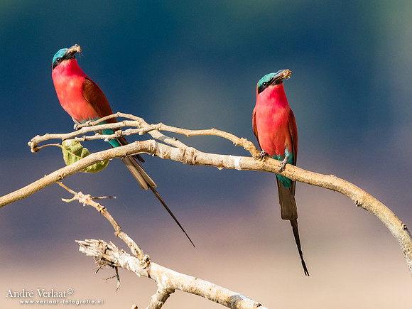 Karmijnrode Bijeneter / Carmine Bee-eater - South Luangwa NP