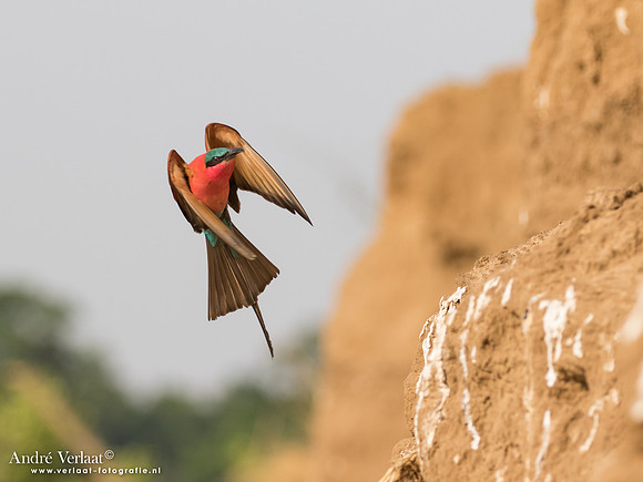 Karmijnrode Bijeneter / Carmine Bee-eater - South Luangwa NP