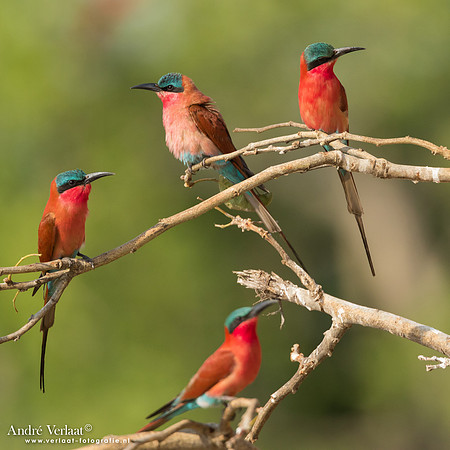 Karmijnrode Bijeneter / Carmine Bee-eater - South Luangwa NP