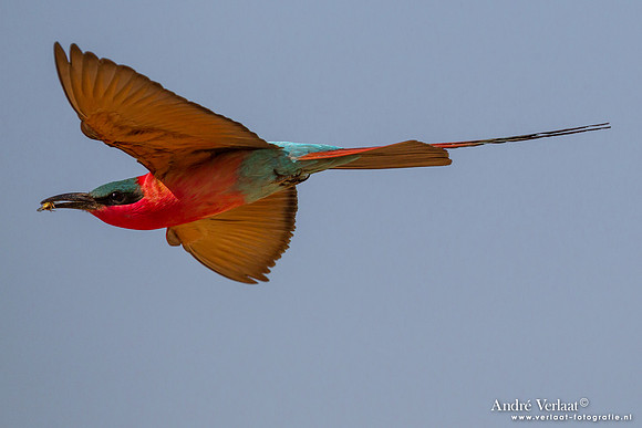 Karmijnrode Bijeneter / Carmine Bee-eater - South Luangwa NP