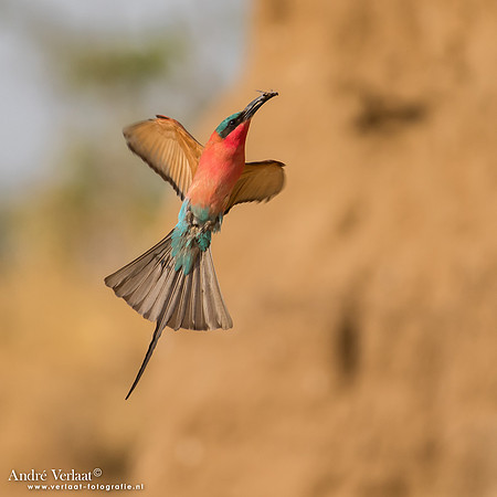 Karmijnrode Bijeneter / Carmine Bee-eater - South Luangwa NP