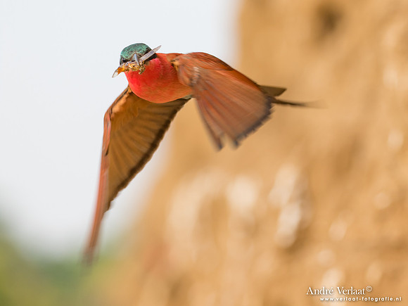 Karmijnrode Bijeneter / Carmine Bee-eater - South Luangwa NP