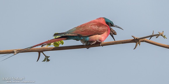 Karmijnrode Bijeneter / Carmine Bee-eater - South Luangwa NP