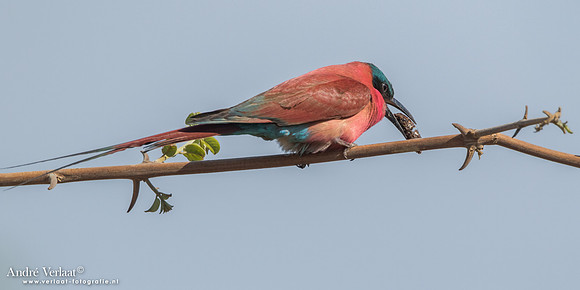 Karmijnrode Bijeneter / Carmine Bee-eater - South Luangwa NP