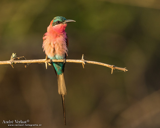 Karmijnrode Bijeneter / Carmine Bee-eater - South Luangwa NP