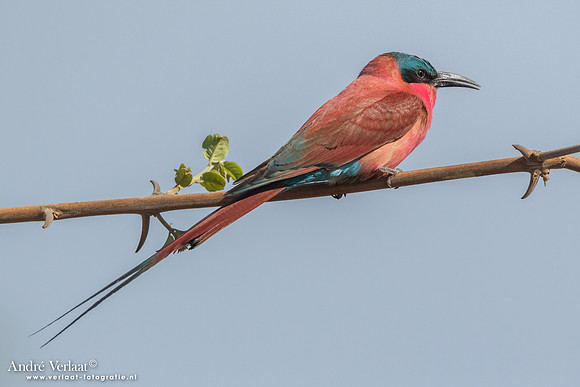 Karmijnrode Bijeneter / Carmine Bee-eater - South Luangwa NP