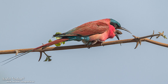 Karmijnrode Bijeneter / Carmine Bee-eater - South Luangwa NP