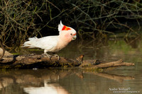 Incakaketoe / Major Mitchell's Cockatoo - Bowra Sanctuary