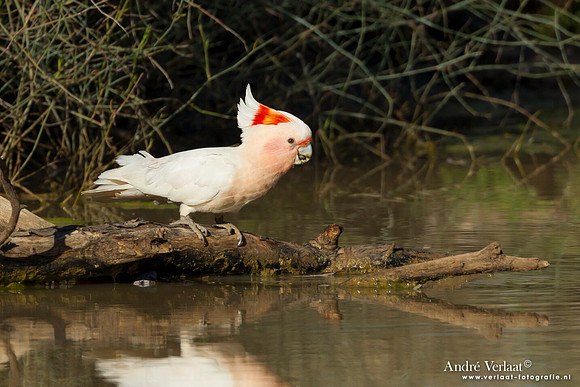 Incakaketoe / Major Mitchell's Cockatoo - Bowra Sanctuary
