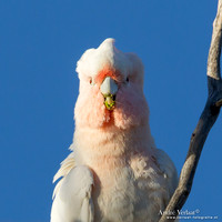 Incakaketoe / Major Mitchell's Cockatoo - Bowra Sanctuary