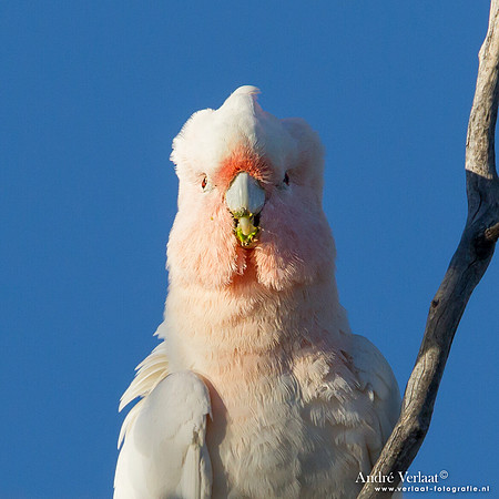 Incakaketoe / Major Mitchell's Cockatoo - Bowra Sanctuary