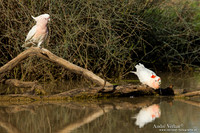 Incakaketoe / Major Mitchell's Cockatoo - Bowra Sanctuary