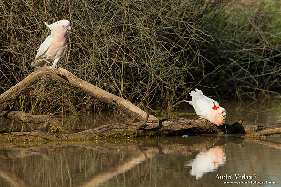Incakaketoe / Major Mitchell's Cockatoo - Bowra Sanctuary