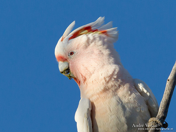 Incakaketoe / Major Mitchell's Cockatoo - Bowra Sanctuary