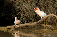 Incakaketoe / Major Mitchell's Cockatoo - Bowra Sanctuary