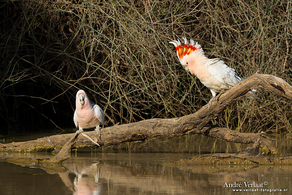 Incakaketoe / Major Mitchell's Cockatoo - Bowra Sanctuary