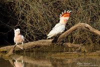 Incakaketoe / Major Mitchell's Cockatoo - Bowra Sanctuary