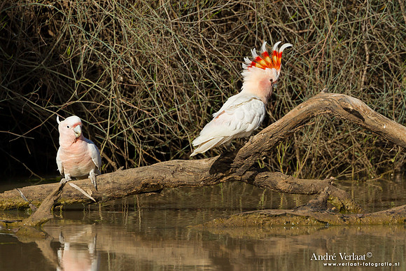 Incakaketoe / Major Mitchell's Cockatoo - Bowra Sanctuary