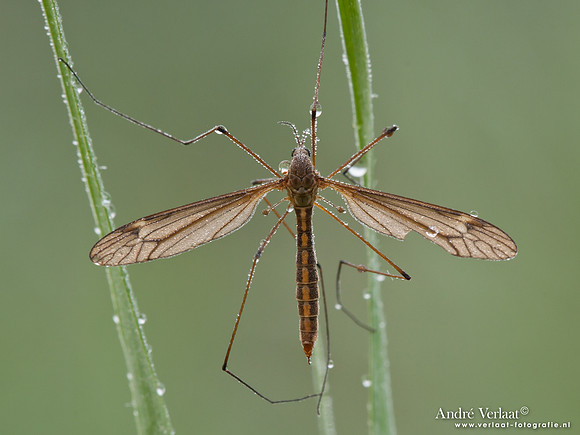 Langpoot / Cranefly - Wognum