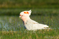 Incakaketoe / Major Mitchell's Cockatoo - Bowra Sanctuary