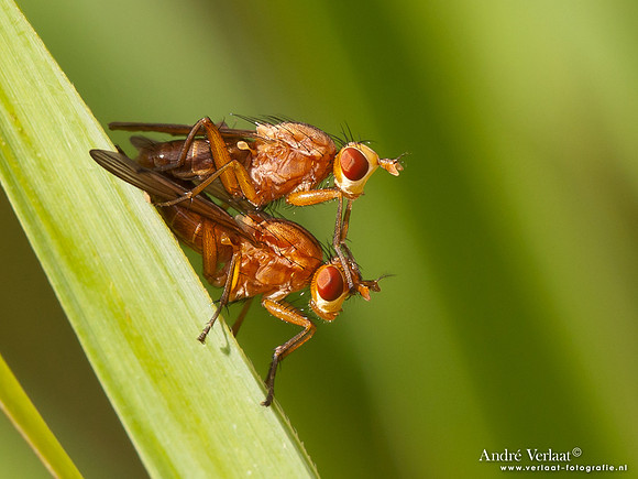 Slakkendoders / Sciomyzidae - Wognum