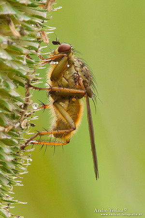 Insect / Bug - Wognum