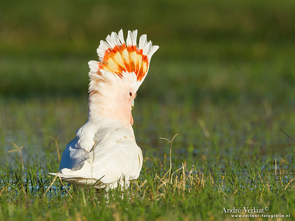 Incakaketoe / Major Mitchell's Cockatoo - Bowra Sanctuary