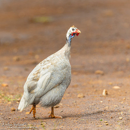 Helmparelhoen / Helmeted Guineafowl - Highfields Qld