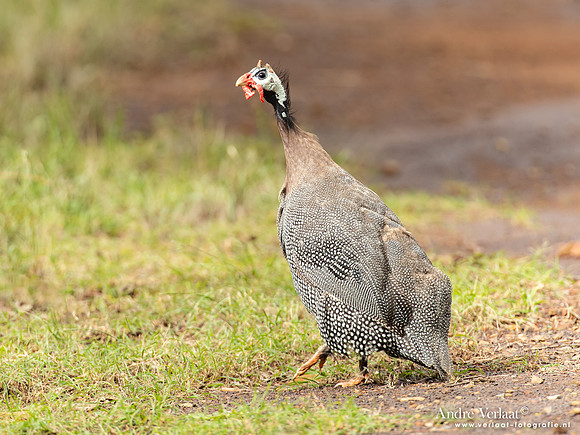 Helmparelhoen / Helmeted Guineafowl - Highfields Qld