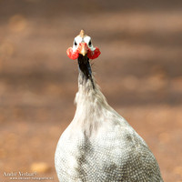 Helmparelhoen / Helmeted Guineafowl