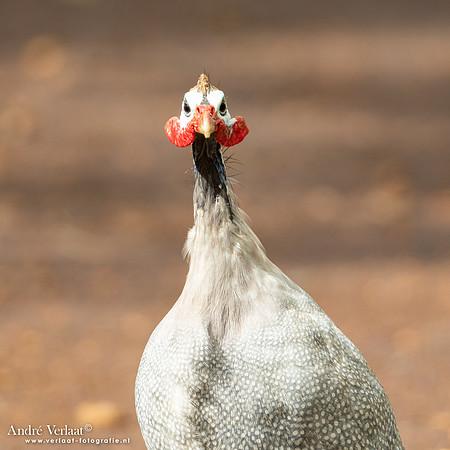 Helmparelhoen / Helmeted Guineafowl - Highfields Qld