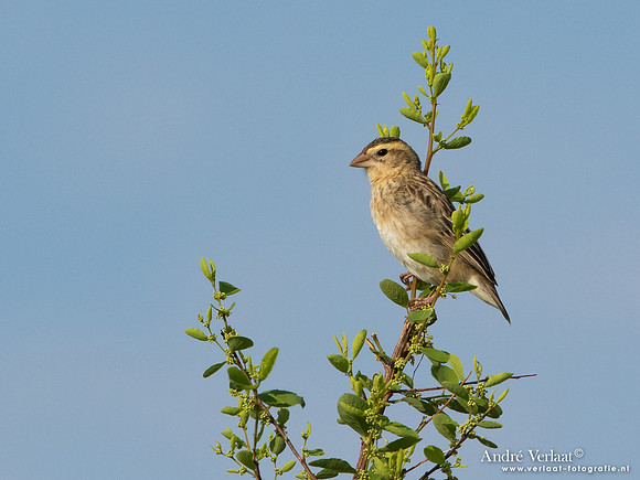 Huismus / House Sparrow - South Luangwa NP